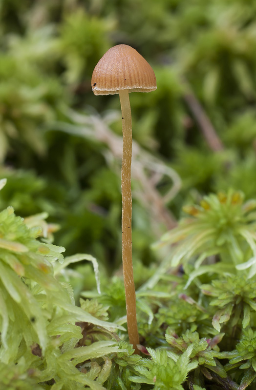 Galerina farinacea